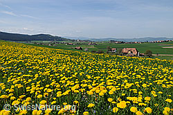 F057215: Frühlingslandschaft mit Löwenzahn