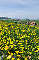 F057216: Blühende Frühlingslandschaft