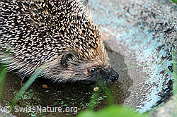 Igel (Erinaceus europaeus) (F057260)