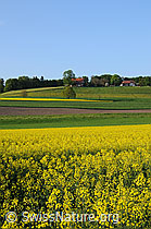 F057432: Rapsfelder