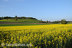 F057436: Blühende Rapsfelder