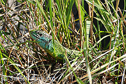 F057467: Smaragdeidechse (Lacerta bilineata) auf Beute lauernd
