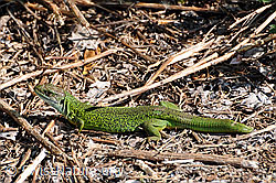 F057483: Smaragdeidechse (Lacerta bilineata) auf Nahrungssuche