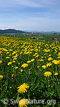 F057914: Blühender Löwenzahn