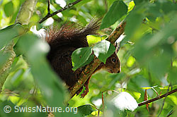 Foto: Eichhörnchen (Sciurus vulgaris)