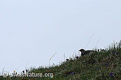 F058110: Schneehuhn in Bergwiese