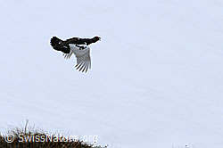 F058124: Fliegendes Schneehuhn