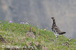 F058129: Alpenscheehühner