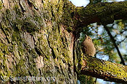 Foto: Rotschwanz auf Lärche