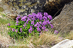 F059023: Breitblättrige Primeln (Primula latifolia)