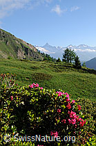 F059380: Berge und Alpenrosen