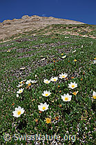 Foto: Silberwurz an Bergflanke