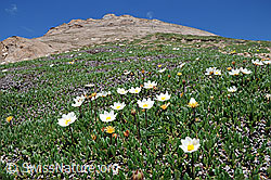 Foto: Alpenflora: Silberwurz