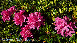 F059551: Alpenrosen