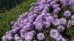 F059561: Schaft-Kugelblumen