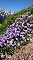 F059563: Kugelblumen