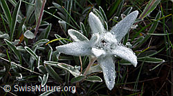 F059574: Edelweiss