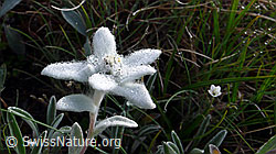 F059575: Edelweiss