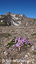 F059595: Alpen-Mannsschild und Berglandschaft