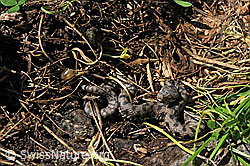 F059769: Junge Aspisviper (Vipera aspis)