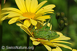 Grünes Heupferd (Tettigonia viridissima) (F059848)