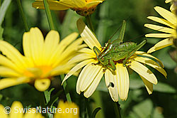 Grünes Heupferd (Tettigonia viridissima) (F059849)