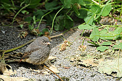 Foto: Jungvogel