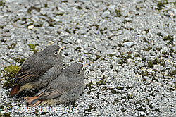 Foto: Jungvögel