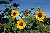 F060870: Einjährige Sonnenblumen