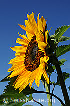 F060872: Sonnenblume
