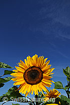 F060875: Sonnenblume und blauer Himmel