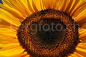 F060876: Nahaufnahme der Blüte einer Sonnenblume
