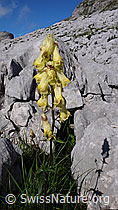 F060990: Eisenhut