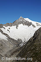 F061099: Aletschhorn und Mitellaletschgletscher