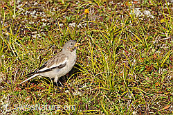 F061409: Schneesperling (Montifringilla nivalis)