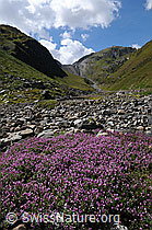 F061527: Blumen in Bergtal