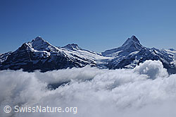 F061958: Wolkenstimmung mit Wetterhorn, Bärglistock und Schreckhorn