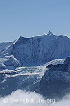 F061975: Ochs (Klein Fiescherhorn), Hinter-Fiescherhorn und Gross Fiescherhorn