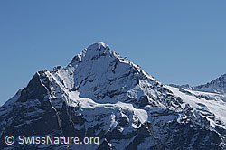 F061982: Scheideggwetterhorn, Wetterhorn und Gutzgletscher
