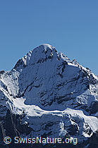 F061984: Wetterhorn und Gutzgletscher