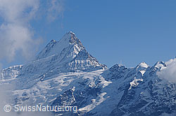 F062008: Schreckhorn, Klein Schreckhorn, Gwächta, Ankenbälli und Mättenberg