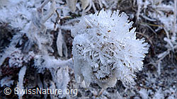 F062459: Edelweiss mit Eiskristall