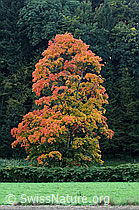 F062687: Ahorn im Herbst