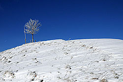 F063324: Junger Baum