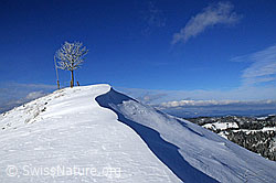 F063330: Hügel mit Baum und Schneeverfrachtung