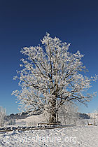 F064669: Eiche mit Raureif