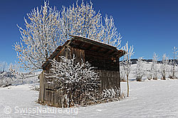 F064683: Schuppen und Hecke mit Raureif