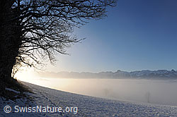 F064749: Nebelmeer über dem Aaretal