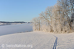 F064756: Hecke in Winterlandschaft