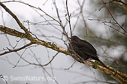 Foto: Amsel